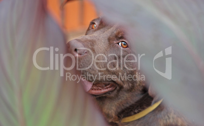 Adorable Chocolate Labrador Face