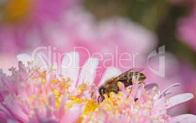 Bee on white flower with big eyes