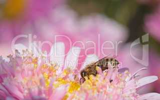 Bee on white flower with big eyes