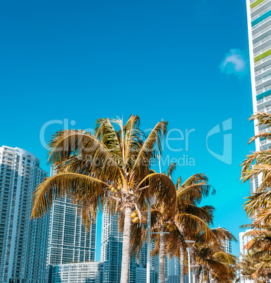 Palms and modern skyline of Miami on a beautiful sunny day