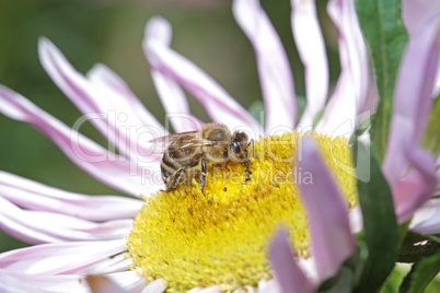 Bee on white flower with big eyes