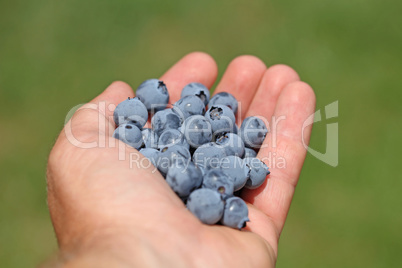 Man hands holding ripe blueberries