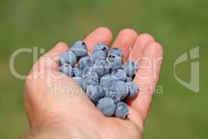 Man hands holding ripe blueberries