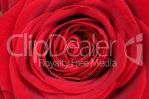 Nahaufnahme Blüte rote Rose zum Valentinstag