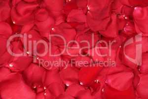 Hintergrund aus Blüten von rote Rosen Thema Liebe zum Valentins