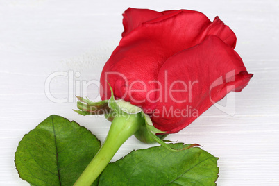 Rote Rose auf Holzbrett zum Valentinstag, Muttertag oder Geburts