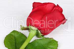 Rote Rose auf Holzbrett zum Valentinstag, Muttertag oder Geburts