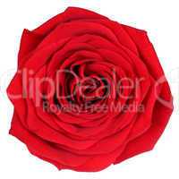 Blüte rote Rose Freisteller