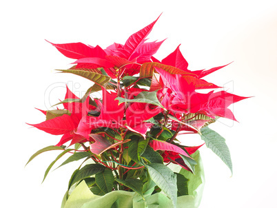 Poinsettia Christmas star