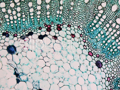 Cotton stem micrograph