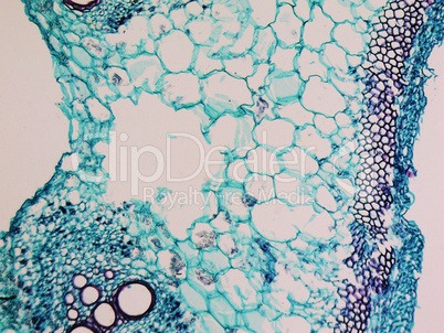 Cucurbita stem micrograph