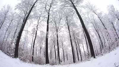 Winterwald