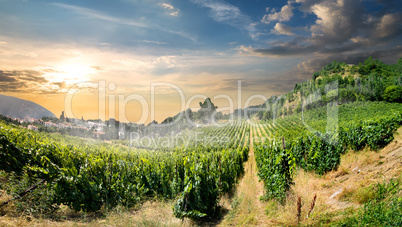 Vineyard in mountains