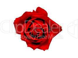 Red rose