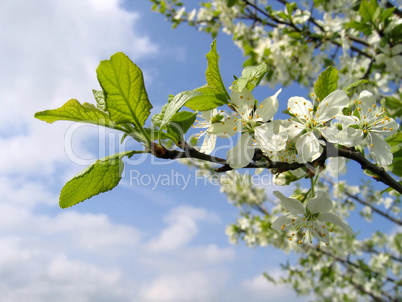 Branch of a blossoming tree