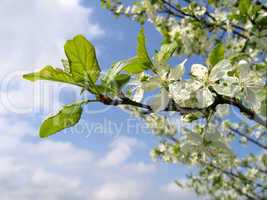 Branch of a blossoming tree