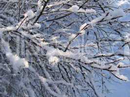 winter branch
