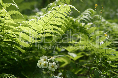 fern leaves and flowers of wild strawberry