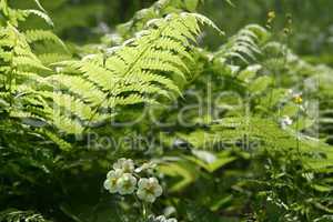 fern leaves and flowers of wild strawberry