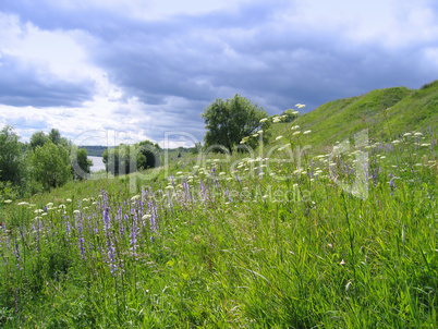 summer landscape