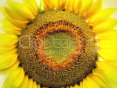 big yellow sunflower big yellow sunflower