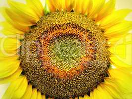 big yellow sunflower