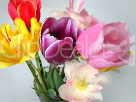 beautiful tulips