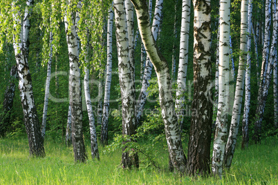 birch trees