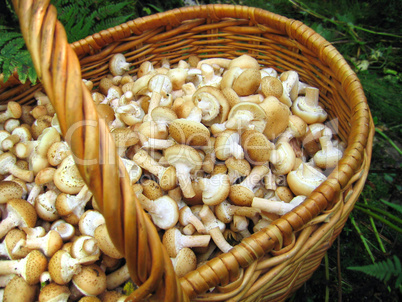 eatable mushrooms in the big basket
