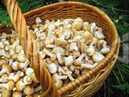 eatable mushrooms in the big basket