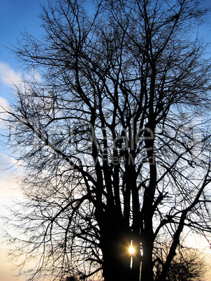 Tree and evening sun