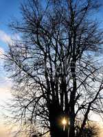 Tree and evening sun