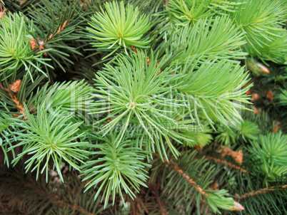 Pine branches with young runaways