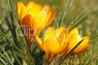 Krokusblüten