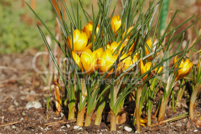 Krokusblüten