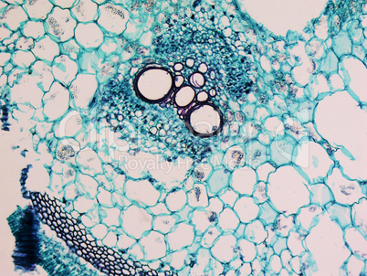 Cucurbita stem micrograph