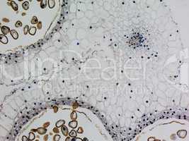 Lily anther micrograph