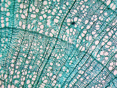 Tilia stem micrograph