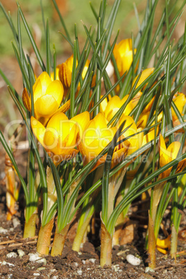 Krokusblüten