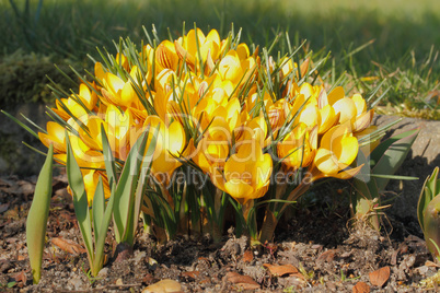 Krokusblüten