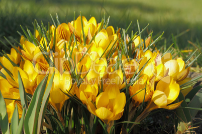 Krokusblüten