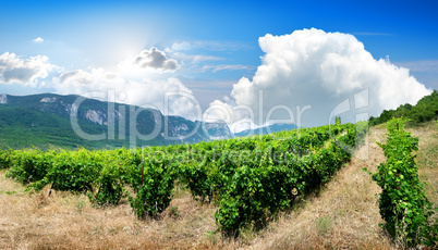 Mountains and vineyard