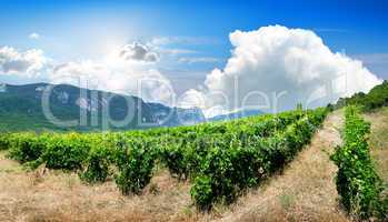 Mountains and vineyard