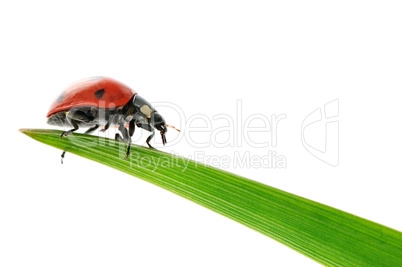 ladybird on green leaf