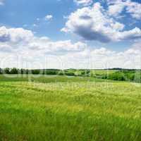 wheat field and blue sky