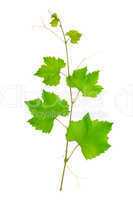 vine leaves