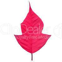 Poinsettia Christmas star leaf