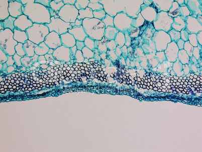 Cucurbita stem micrograph