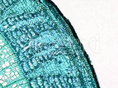 Tilia stem micrograph