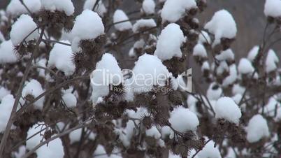 Snowy dry thorn in winter
